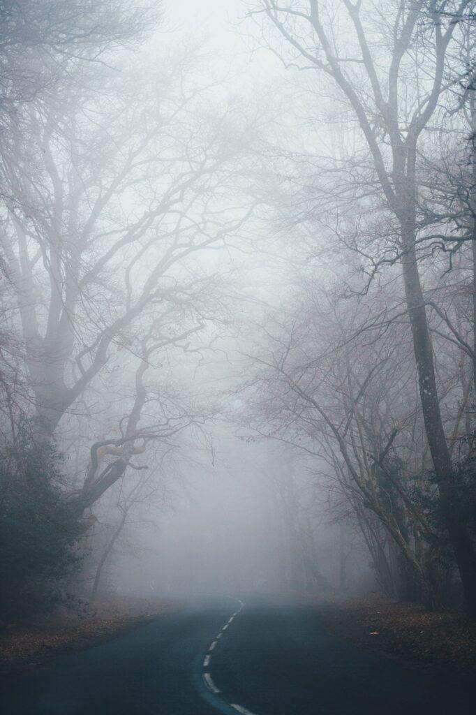 A dark road leads between lines of dim forest and becomes lost in the fog.
