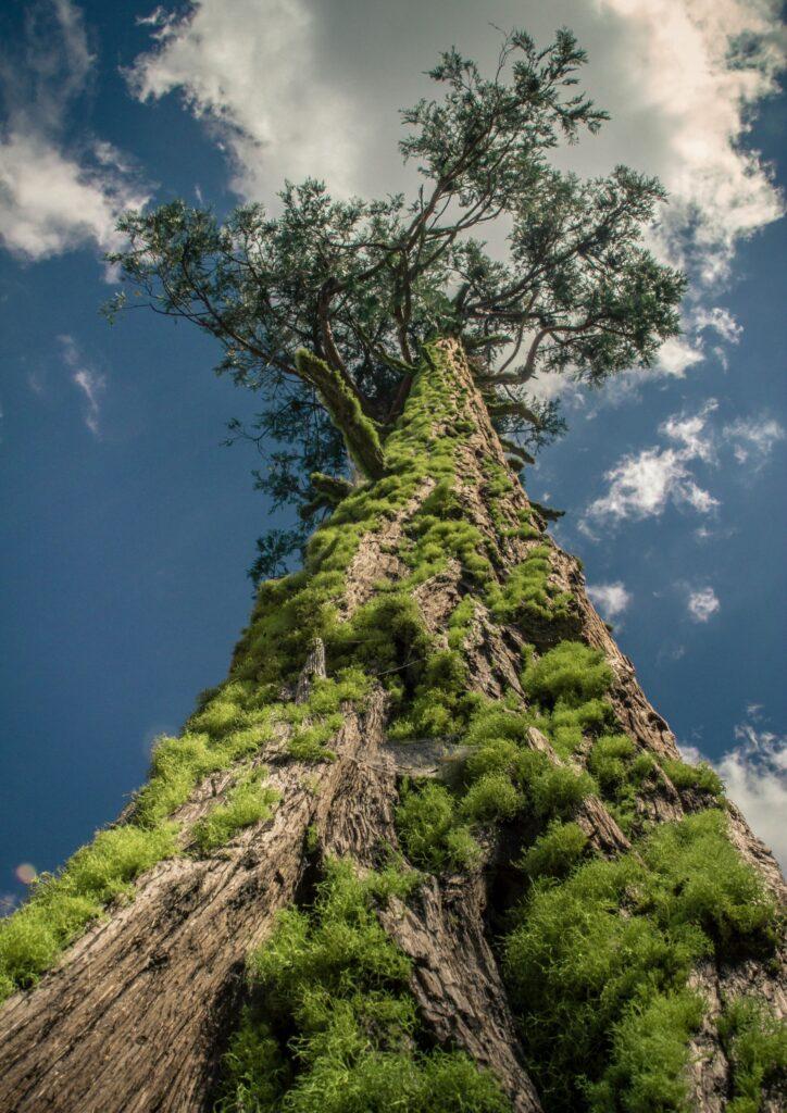 Tall, moss-covered tree seen from the base of the trunk, with a background of cloudy blue sky.