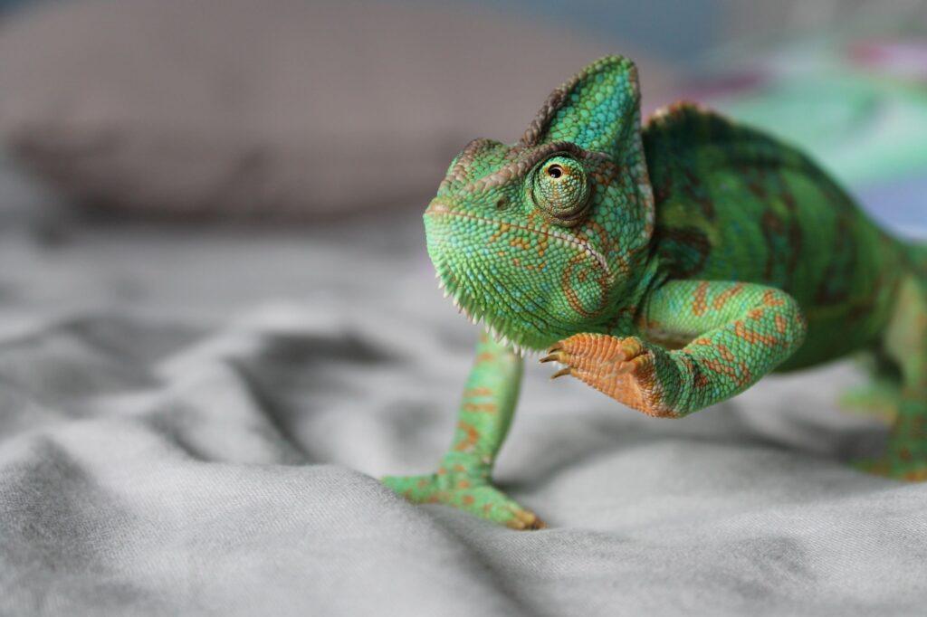 A green and blue chameleon with orange markings has an orange foot raised to take a step forward.