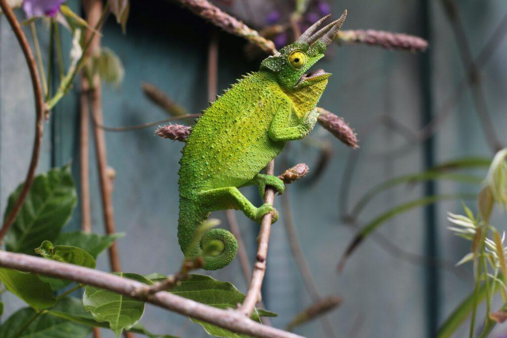 A green and yellow iguana with horns has its mouth open and tail curled.