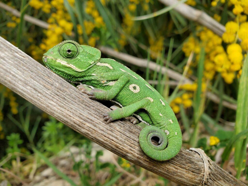 Green chameleon with a curled tail, resting on a branch.
