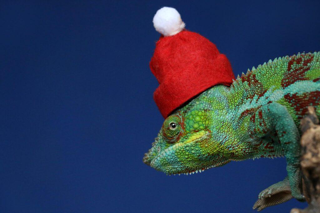 Blue-green chameleon wearing a red Santa Claus hat.