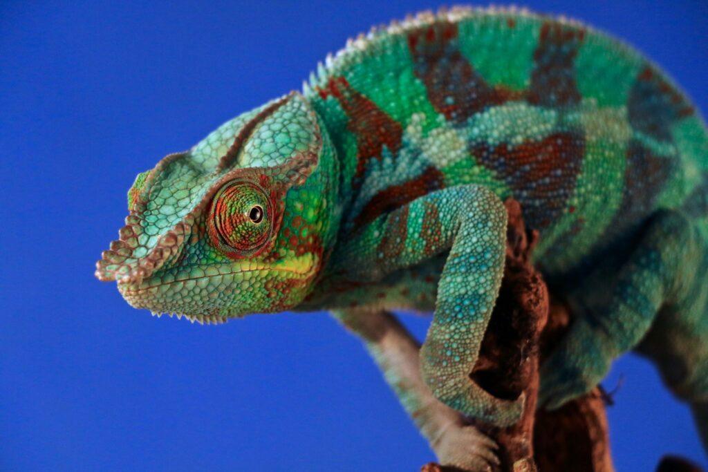 Blue-green chameleon, with reddish markings, looking at the camera.