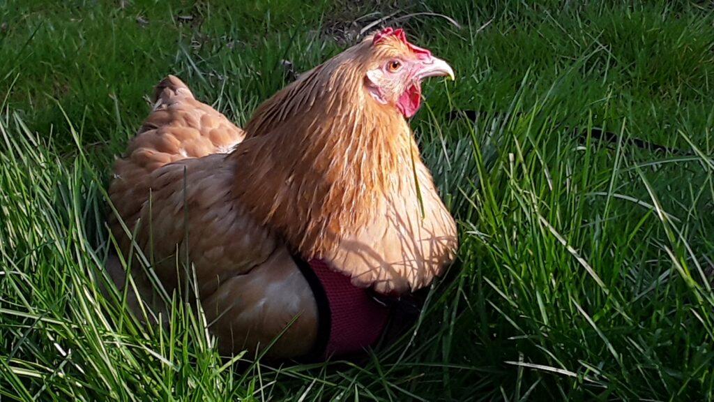 Buff-colored chicken in green grass, lit from the front by sunlight.