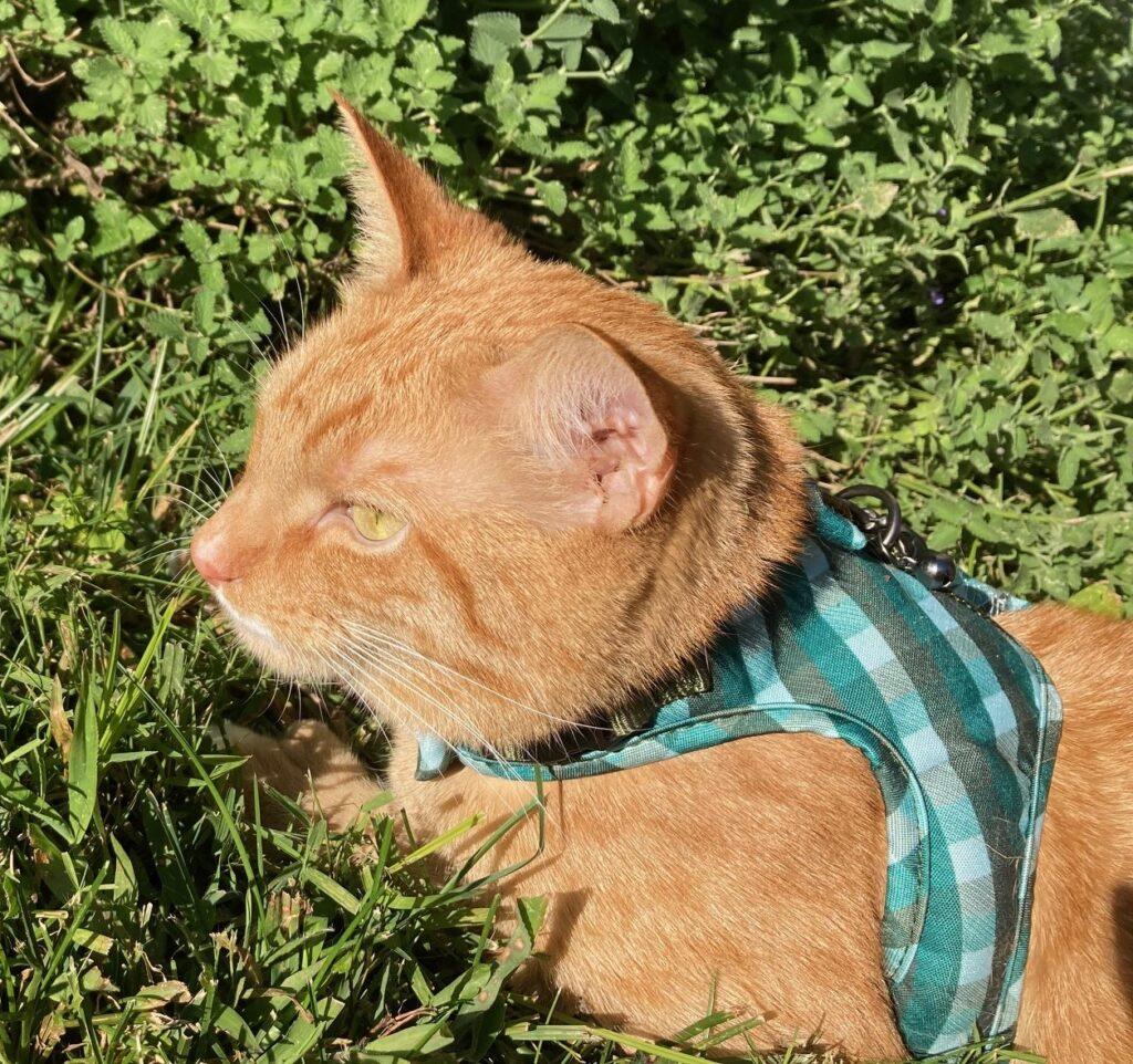 Orange tabby cat lying in green grass beside cat mint, lit by sunlight.