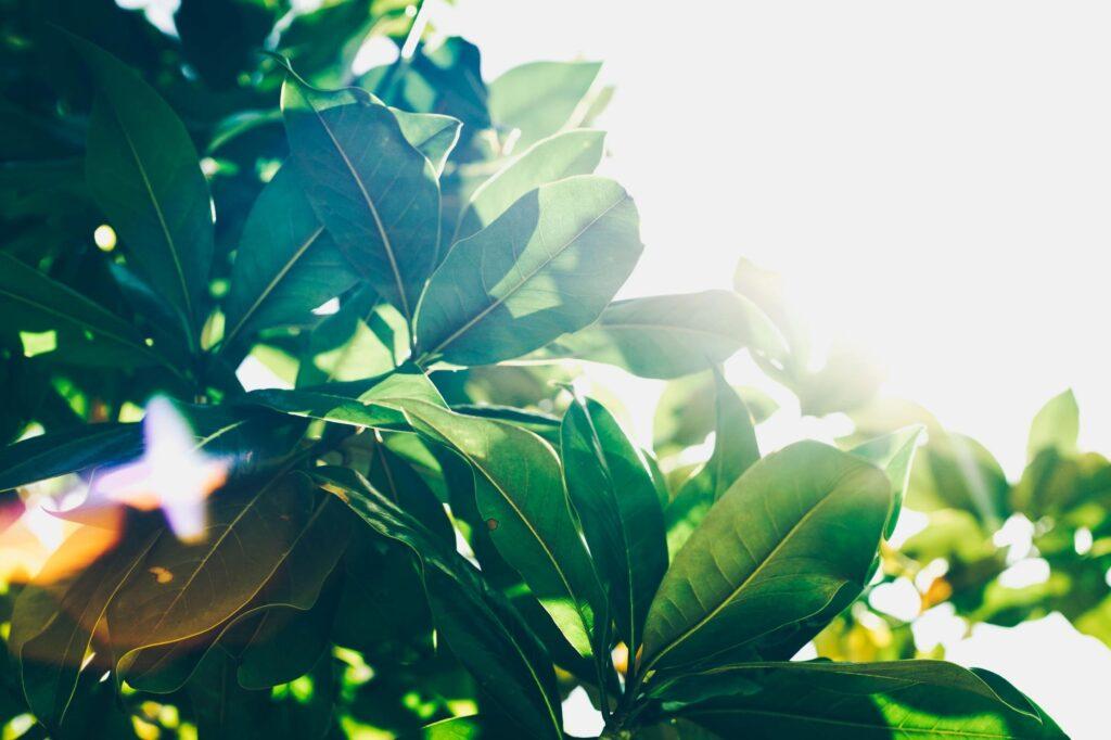 Sunlight showing through green leaves, suggesting photosynthesis.